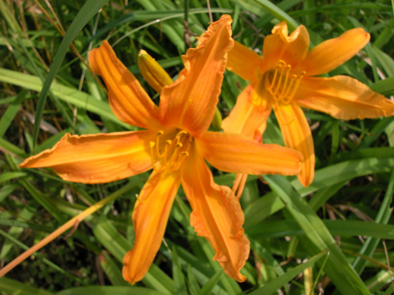 a027_Lillies