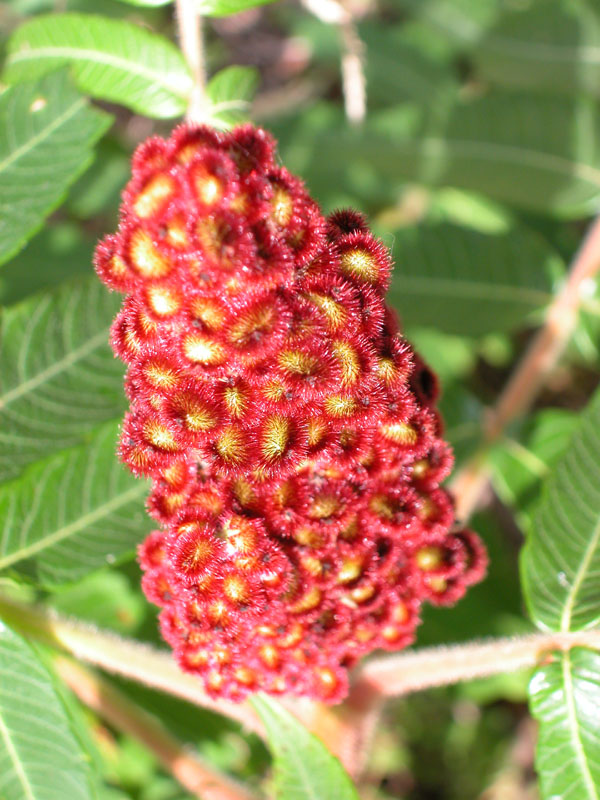 a035_Sumac