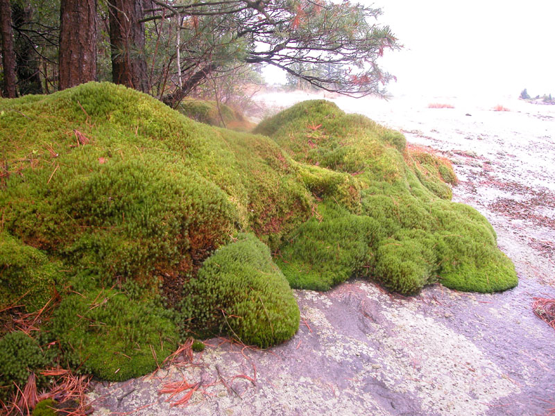 b056_Deep_Moss