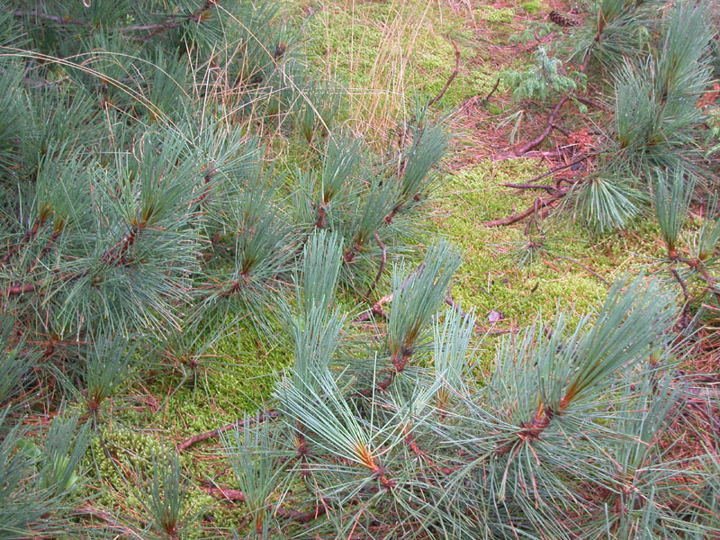 b059_Pine_In_Moss