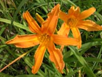 a027_Lillies