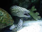 1082_Shedd_Aquarium