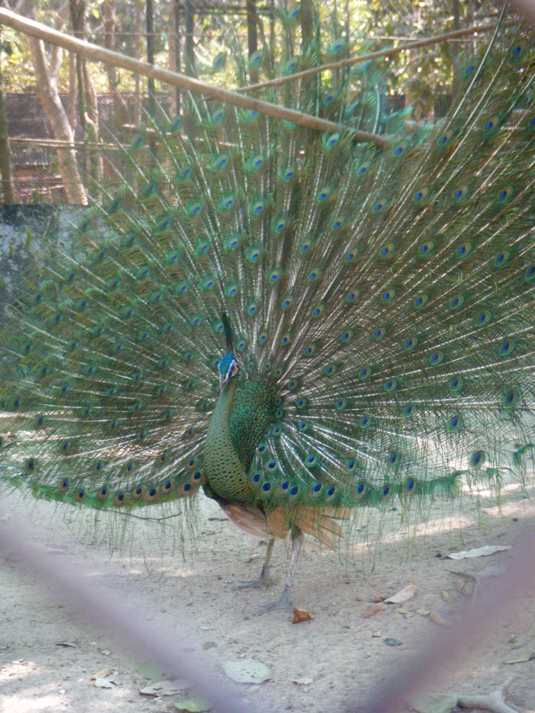 459_Peacock